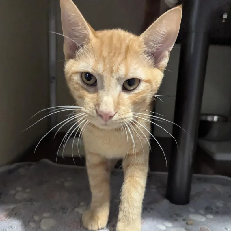 A baby small-sized male Orange / Red Domestic Short Hair cat named Teddy for adoption in Jeffersonville, IN