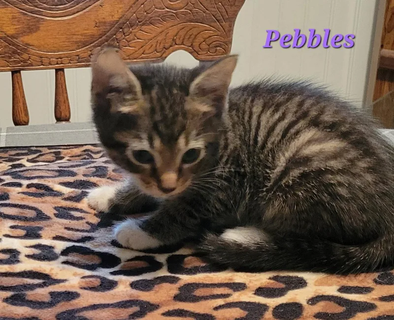 A baby small-sized female Tabby cat named Pebbles for adoption in Locust Grove, GA
