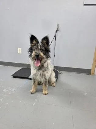 An adult small-sized male Schnauzer dog named Bruno for adoption in Morton Grove, IL