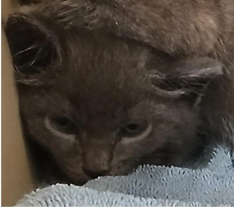 A baby small-sized male Gray / Blue / Silver Domestic Medium Hair cat named Kwon for adoption in Marshall, NC