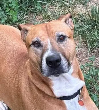A senior large-sized female Boxer dog named Tippy for adoption in Winter Park, CO