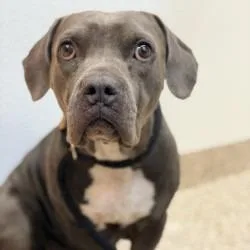 An adult medium-sized female Pit Bull Terrier dog named Delphine for adoption in Bullhead City, AZ