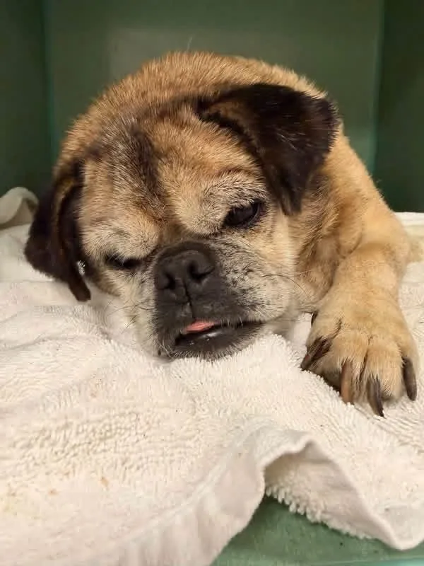 A senior small-sized male Pug dog named Frank for adoption in Cortez, CO
