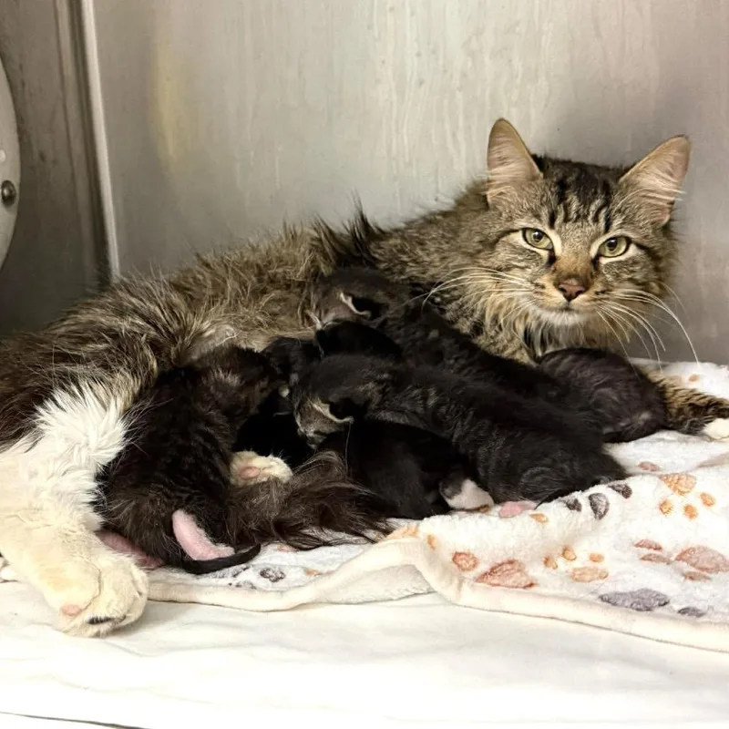 A baby small-sized male Brown / Chocolate Domestic Medium Hair cat named Cutiekins for adoption in Wheeling, IL