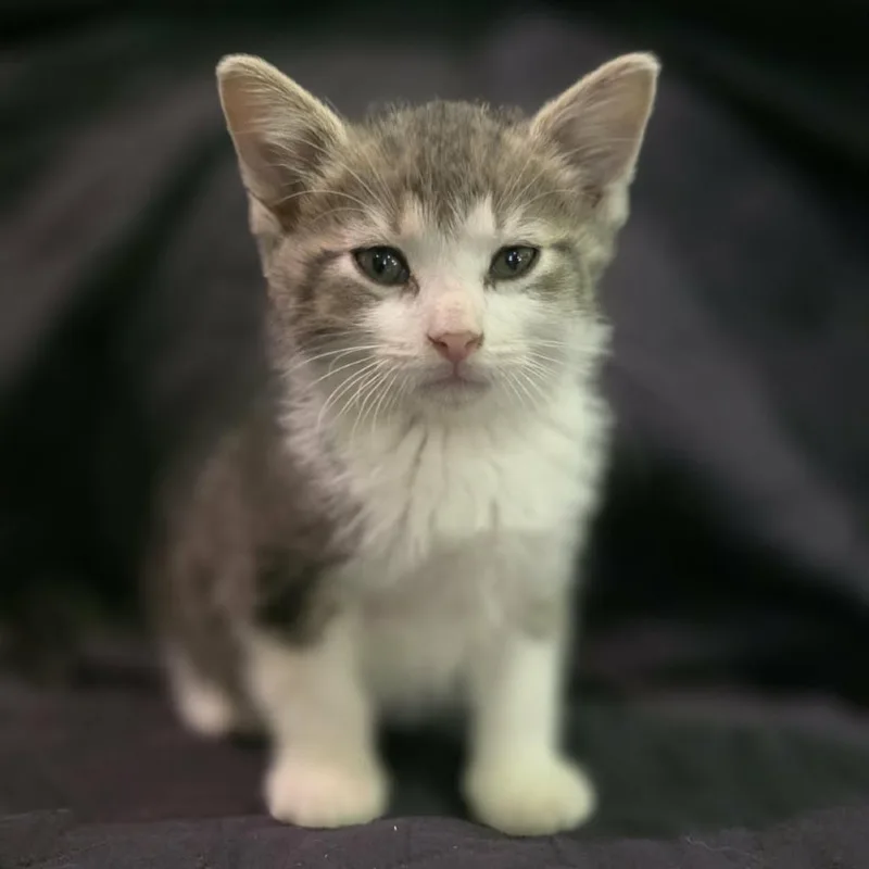 A baby small-sized male Gray / Blue / Silver Domestic Short Hair cat named Fred for adoption in Coralville, IA