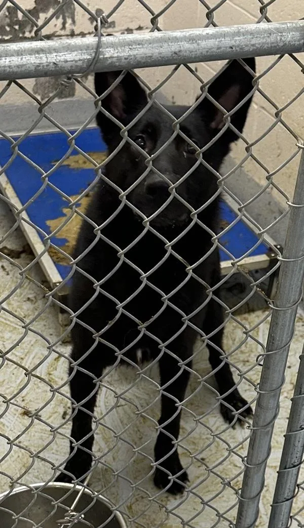 An adult medium-sized male German Shepherd Dog dog named Pen c Kai for adoption in Lawrenceville, GA