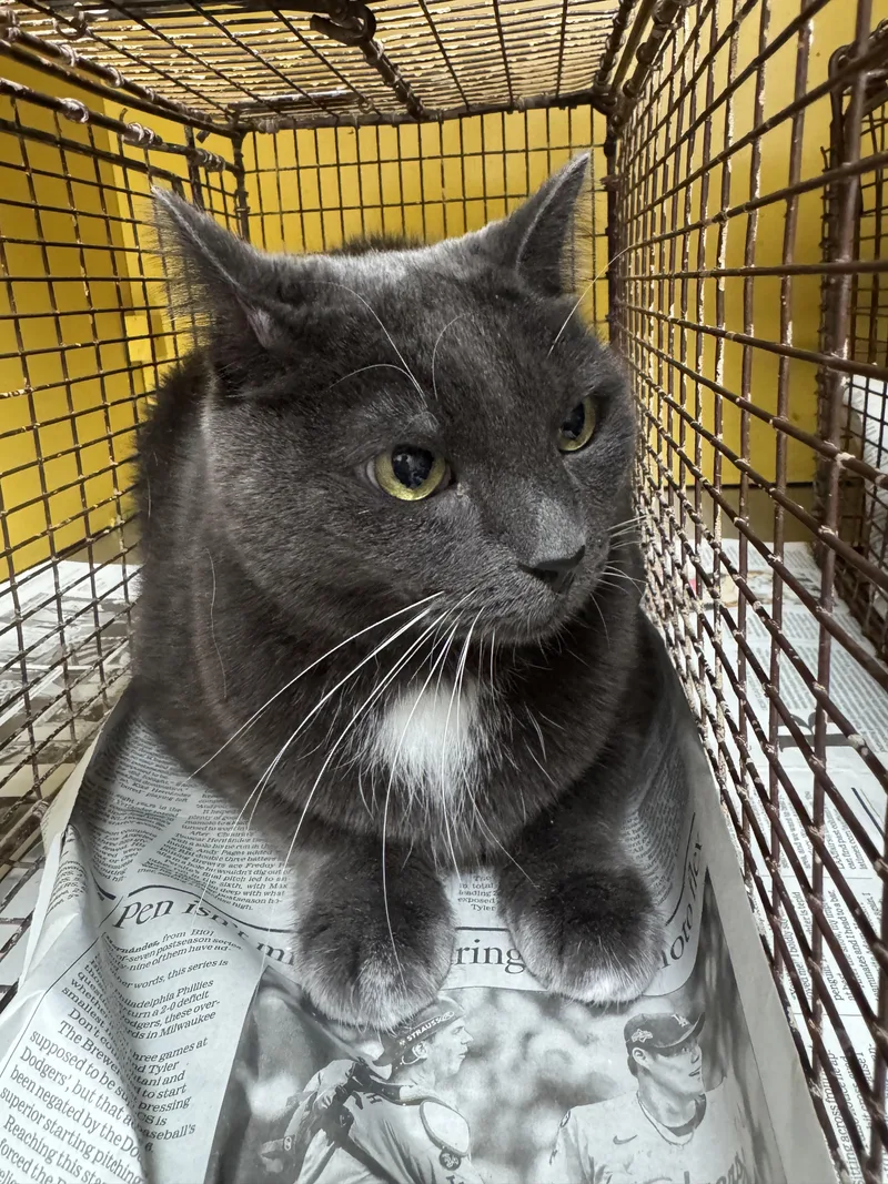 A senior large-sized male Domestic Medium Hair cat named Wasabi for adoption in Los Angeles, CA