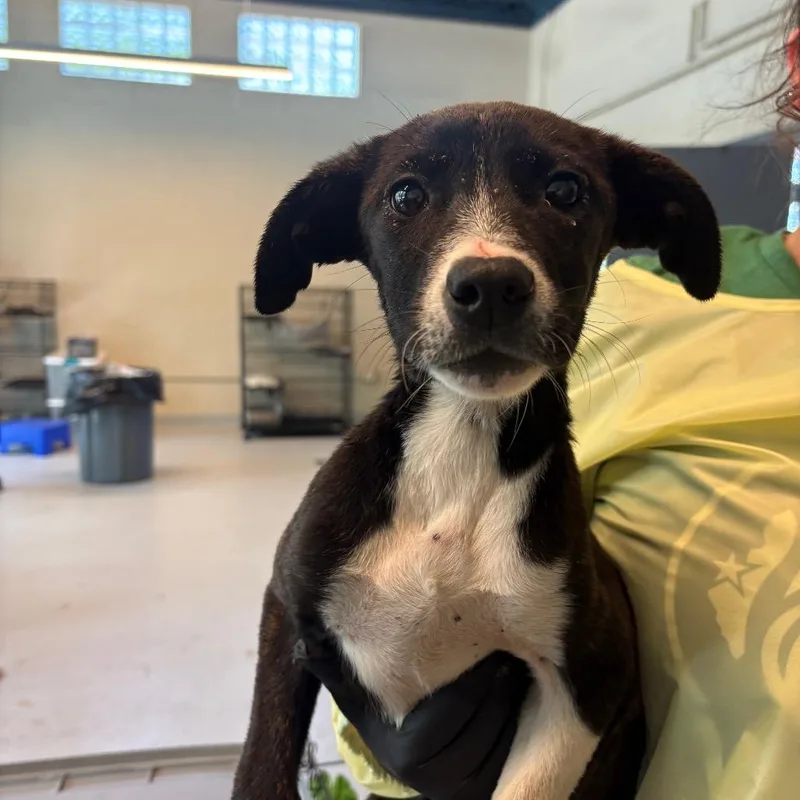 A baby small-sized female Brindle Mixed Breed dog named Elkins for adoption in Huntington, WV