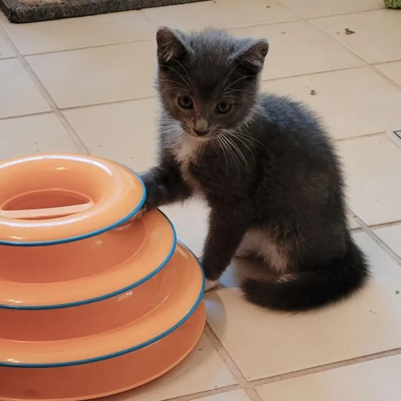 A baby small-sized male Gray / Blue / Silver Domestic Short Hair cat named Unleash the Beast for adoption in Fredericksburg, VA
