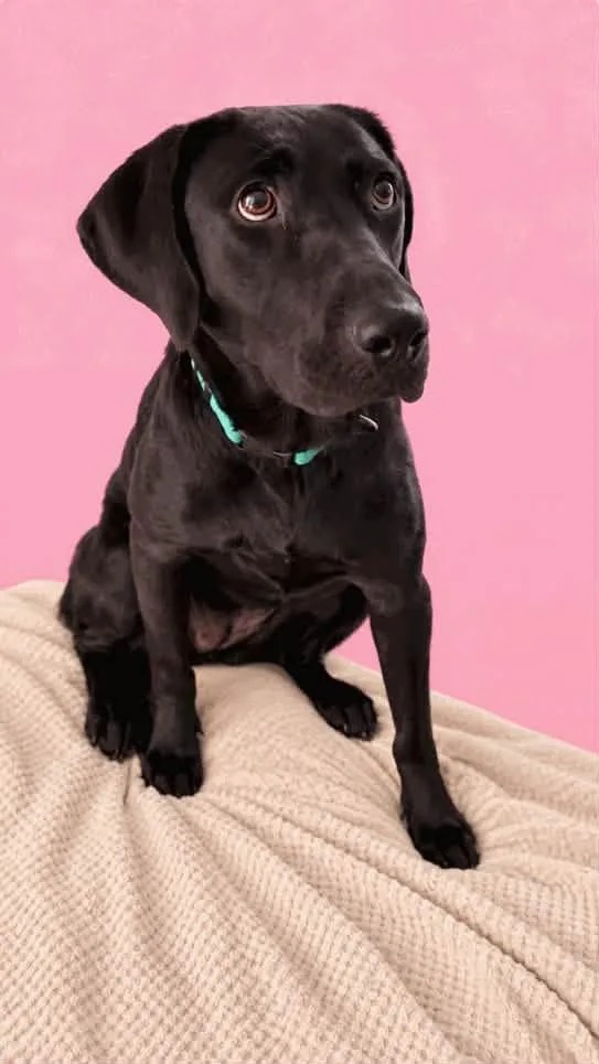 A young medium-sized female Black Labrador Retriever dog named Betty and Audrey for adoption in Pass Christian, MS