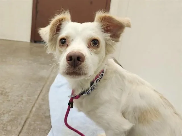 A young small-sized male Chihuahua dog named Fern for adoption in Phoenix, AZ