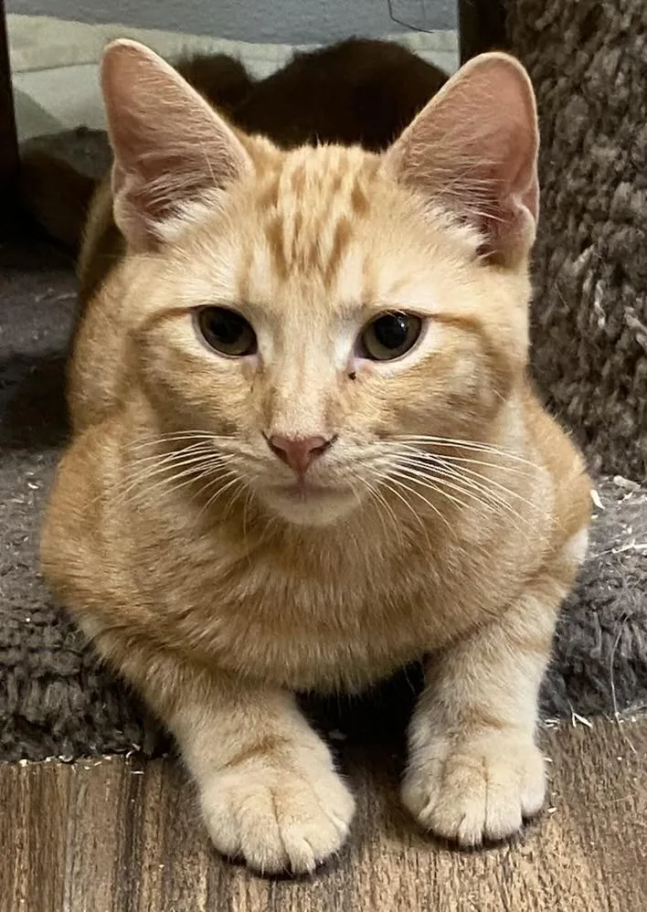 A baby medium-sized male Tabby (Orange / Red) Domestic Short Hair cat named McGregor for adoption in Los Angeles, CA