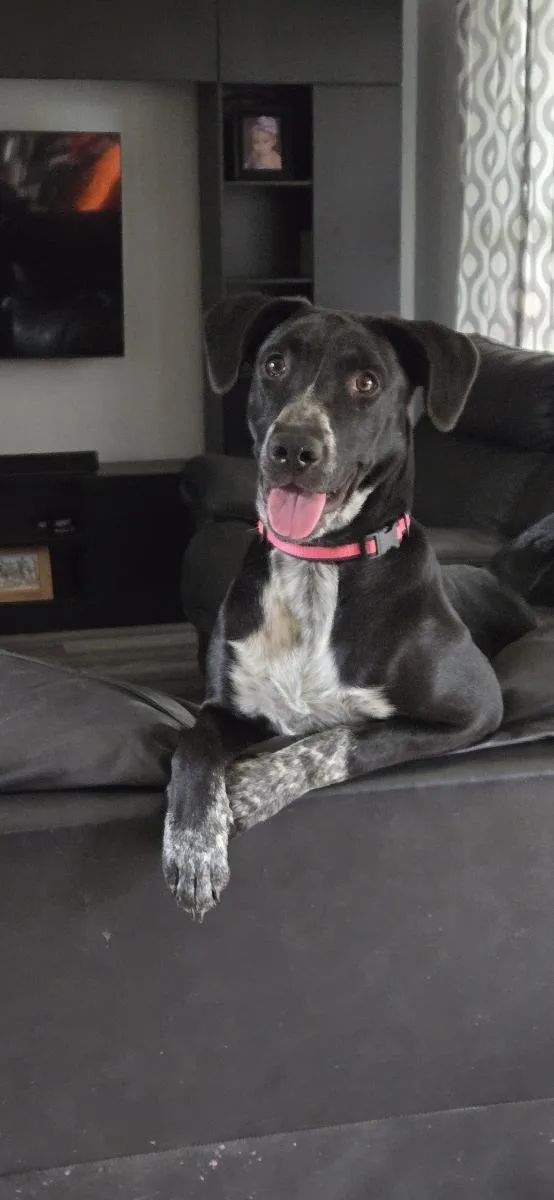 A young medium-sized female Labrador Retriever dog named Josie for adoption in Pflugerville, TX