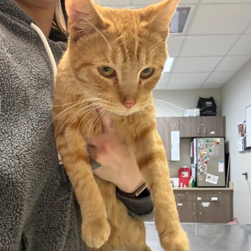 An adult medium-sized male Orange / Red Domestic Short Hair cat named Cheeto for adoption in Great Falls, MT