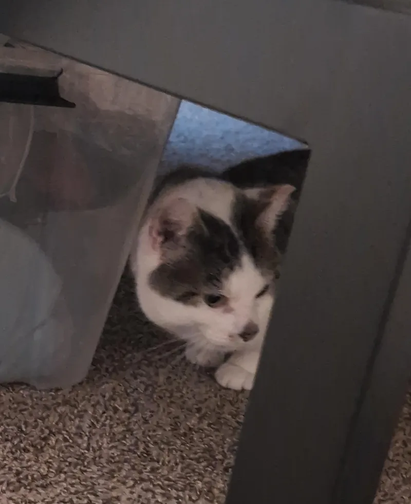 Zephyr Ludlow thumbnail 3