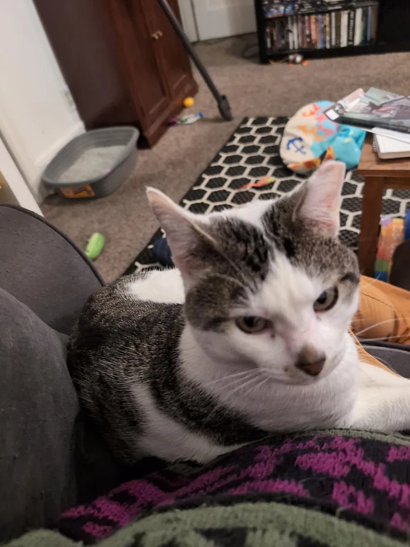 Zephyr Ludlow thumbnail 4