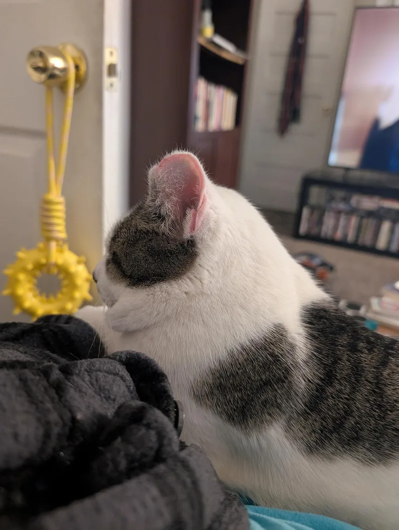 Zephyr Ludlow thumbnail 5