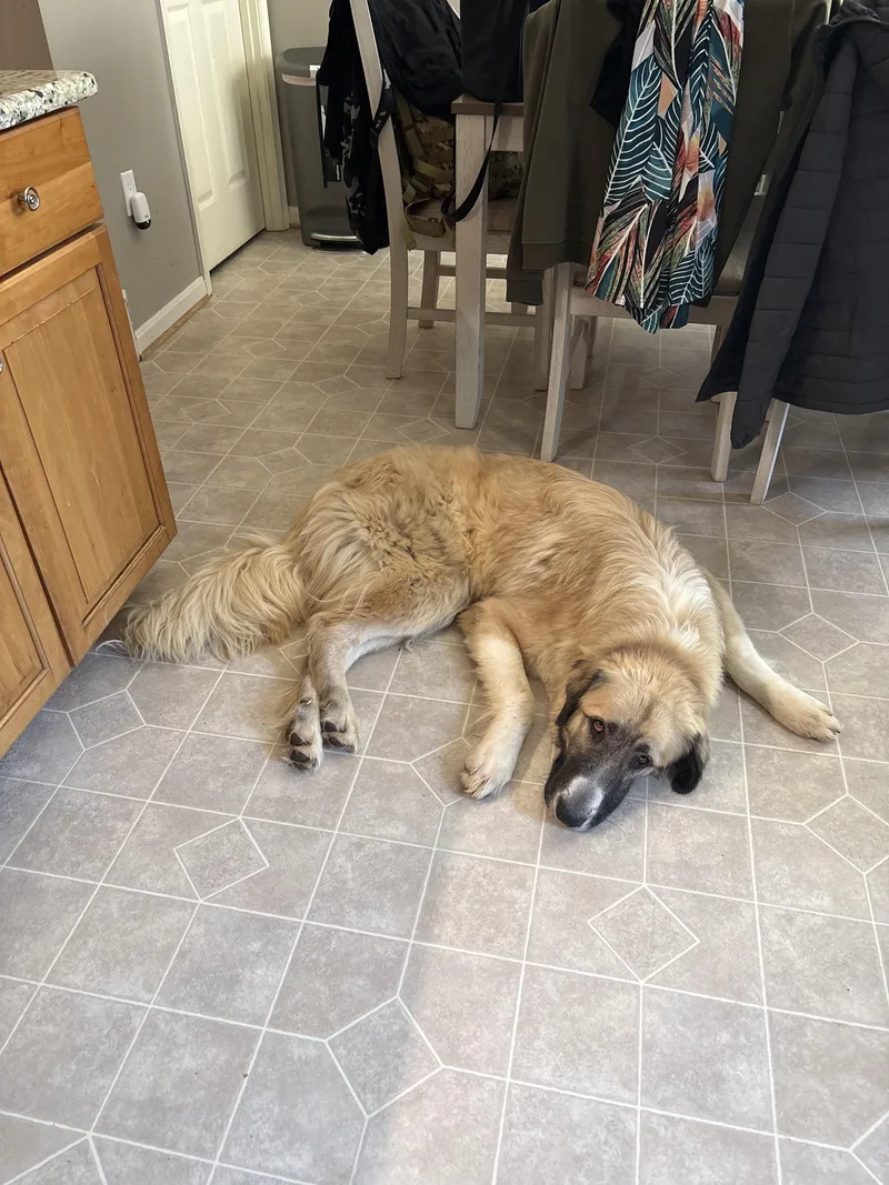 A young large-sized male Anatolian Shepherd dog named Robin for adoption in Nashville, TN