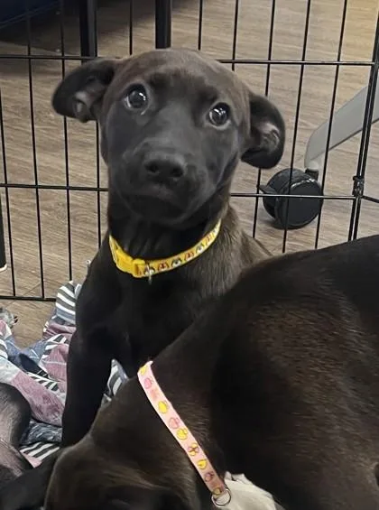 A baby medium-sized female Mixed Breed dog named Biscuit for adoption in West Chester, PA