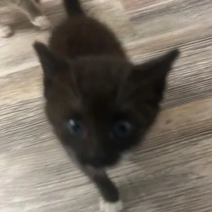 A baby small-sized female Black Domestic Short Hair cat named Jada for adoption in Novelty, OH