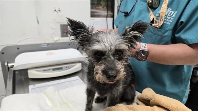 A senior small-sized female Cairn Terrier dog named Chiquita for adoption in Albuquerque, NM