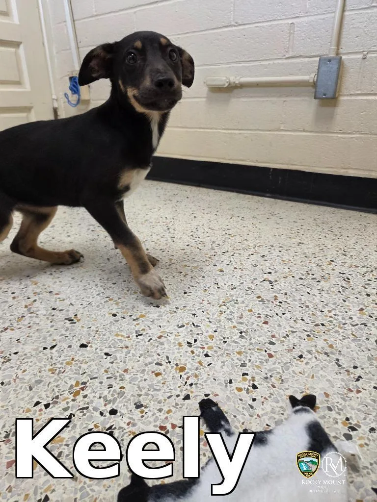 A baby medium-sized female Pit Bull Terrier dog named Keely for adoption in Rocky Mount, NC