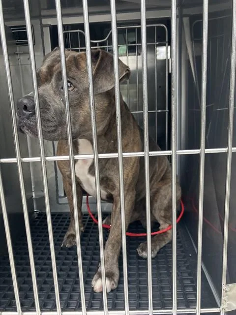 A young large-sized male Mixed Breed dog named Butch for adoption in Dallas, TX