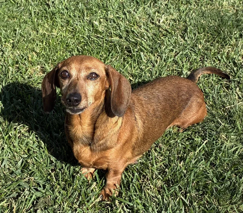 An adult small-sized female Dachshund dog named Breanne for adoption in Hesperia, CA