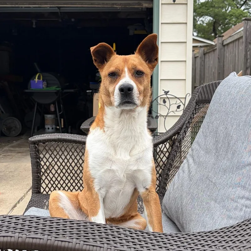 An adult medium-sized male Brown / Chocolate Beagle dog named Murphy for adoption in Chicago, IL