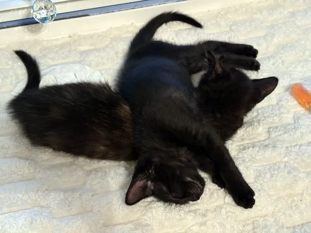 A baby medium-sized female Black Domestic Short Hair cat named Nugget for adoption in Lake Monroe, FL