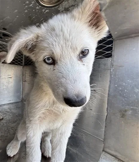A baby small-sized female Siberian Husky dog named Blossom for adoption in Fairfield, CA