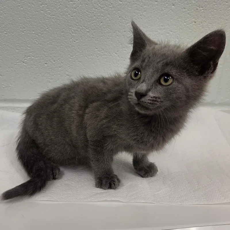 A baby small-sized male Gray / Blue / Silver Domestic Short Hair cat named Gorilla for adoption in Chattanooga, TN