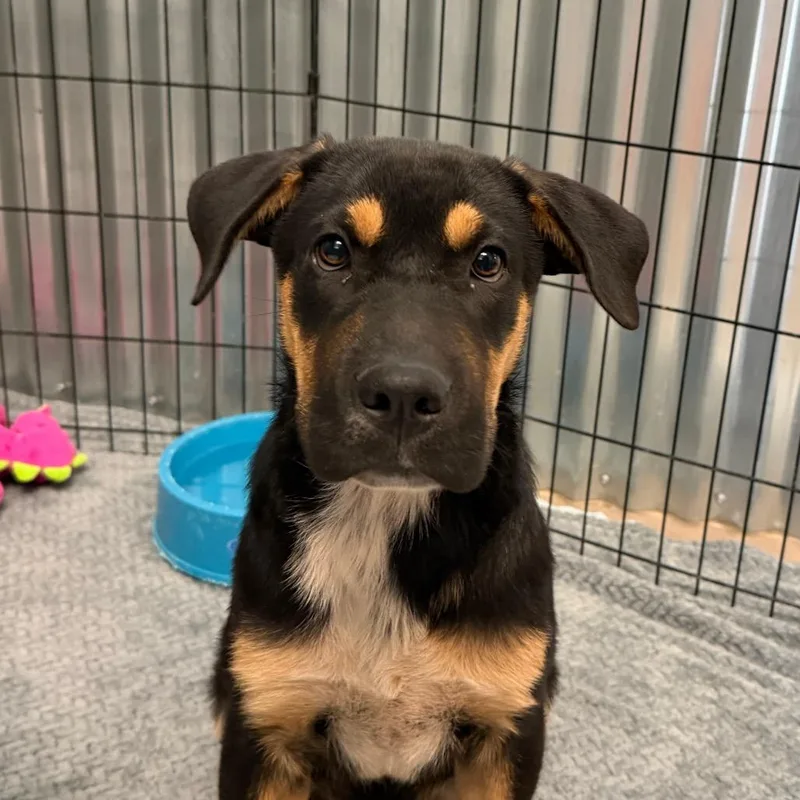 A baby small-sized male Black Shepherd dog named JoeSchmoe for adoption in Flagstaff, AZ