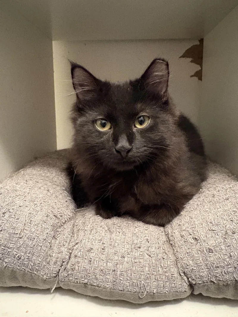A young small-sized male Black Domestic Medium Hair cat named Daisy for adoption in Ridgefield, CT