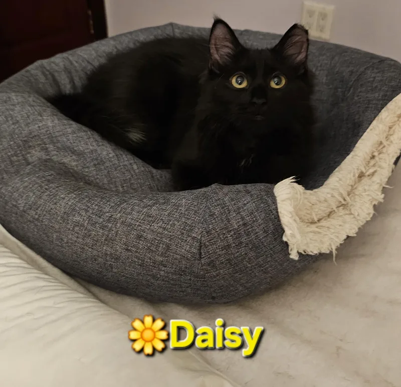 Daisy thumbnail 6