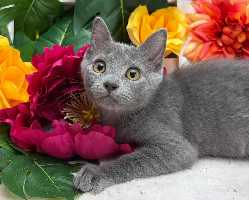 A baby small-sized female Gray / Blue / Silver Domestic Short Hair cat named Bleau for adoption in Ocean Springs, MS