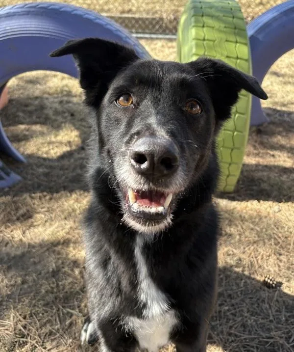 An adult medium-sized female Border Collie dog named Myra for adoption in Sioux City, IA