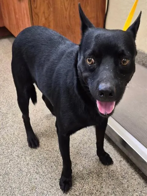 An adult small-sized male Terrier dog named Camilo for adoption in Fort Myers, FL