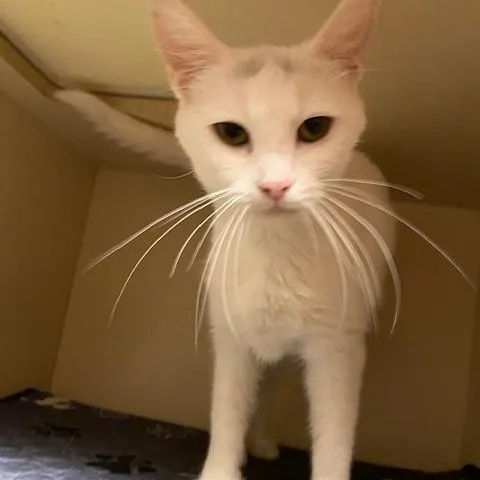 An adult medium-sized female White Domestic Short Hair cat named Snow White for adoption in Dayton, OH