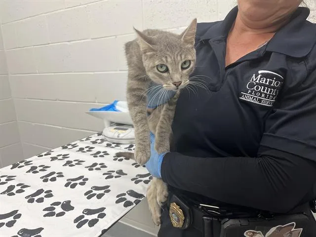 A young small-sized female Domestic Short Hair cat named Harley for adoption in Ocala, FL