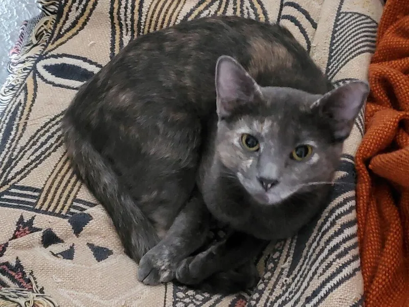 Misty Cp   thumbnail 2