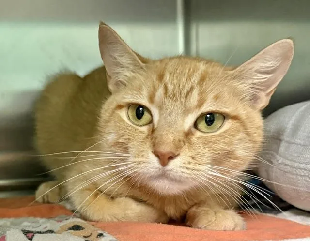 A young medium-sized female Domestic Short Hair cat named Chelsea for adoption in Sarasota, FL