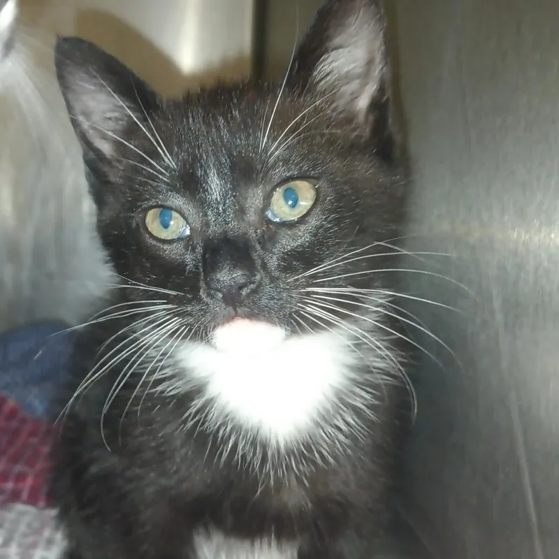 A baby small-sized male Black Domestic Short Hair cat named Skua for adoption in Valley, AL