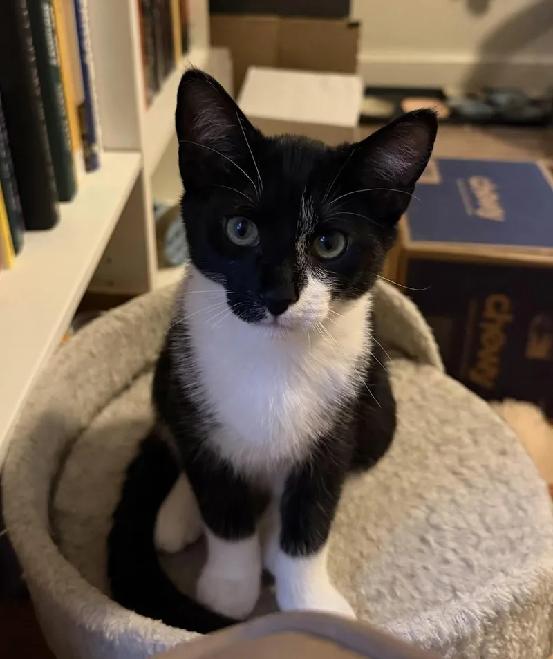 A baby medium-sized male Black & White / Tuxedo Domestic Short Hair cat named Edgar Allan Poe for adoption in Rochester, NY