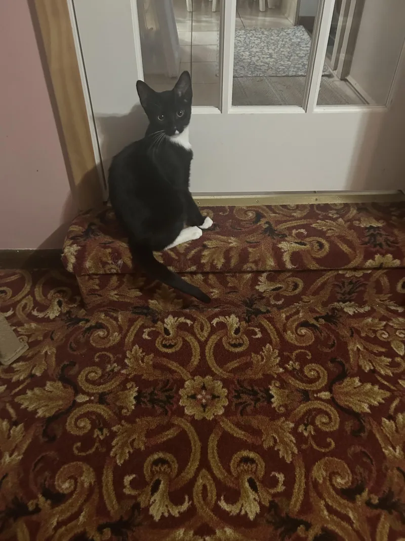 A young medium-sized male Black & White / Tuxedo American Shorthair cat named Titus for adoption in Butler, PA