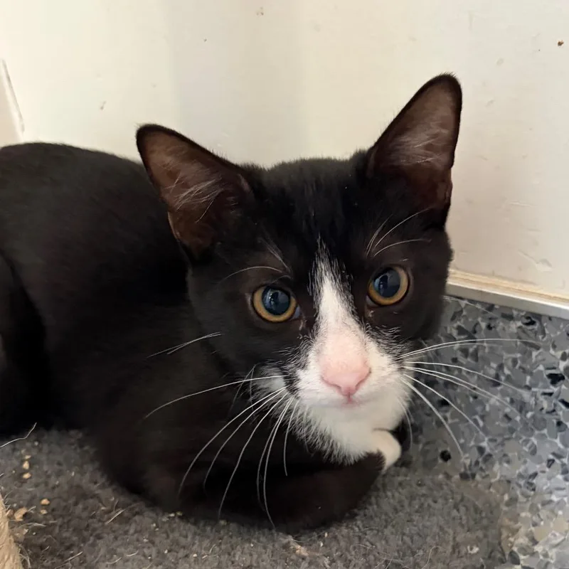 A baby small-sized male Black Domestic Short Hair cat named Dragon for adoption in Santa Barbara, CA
