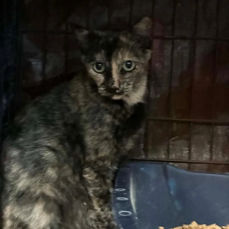 An adult small-sized female Tortoiseshell Domestic Short Hair cat named Titi for adoption in Stephenville, TX
