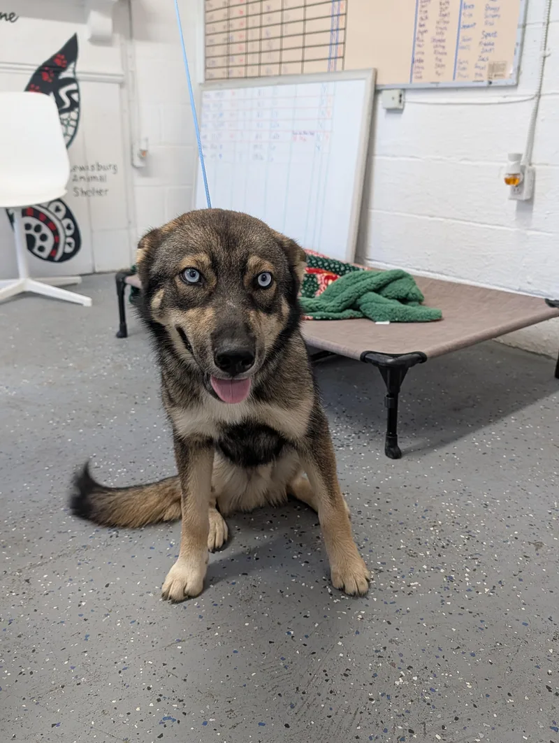 A young medium-sized male Sable German Shepherd Dog dog named Dash for adoption in Lewisburg, TN