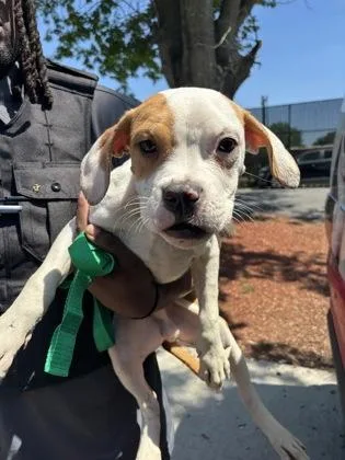 A baby medium-sized male Mixed Breed dog named Jedidiah for adoption in West Chester, PA