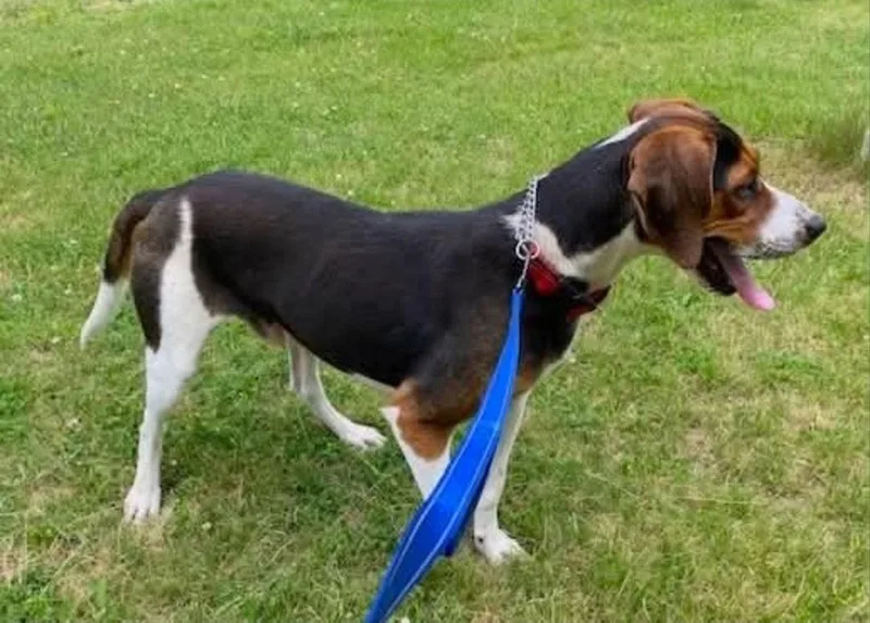 A young medium-sized male Treeing Walker Coonhound dog named Buzz Lightyear for adoption in Westminster, MD